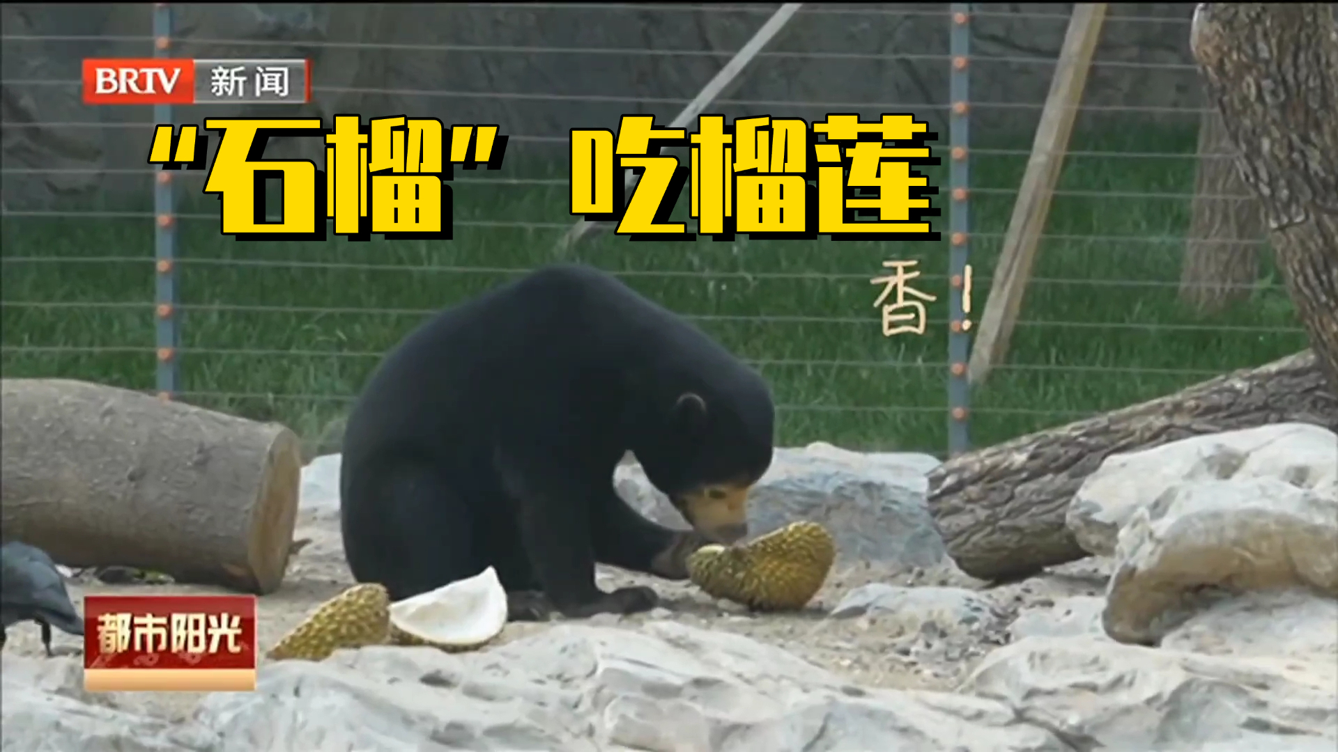 北京动物园新熊出没——爱吃榴莲的马来熊“小石榴”太萌啦