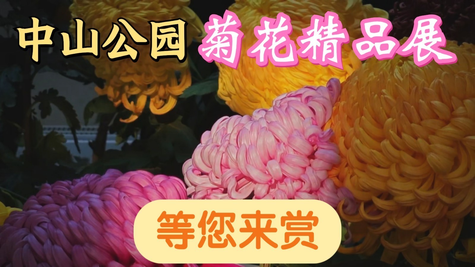 中山公园唐花坞赏菊正当时