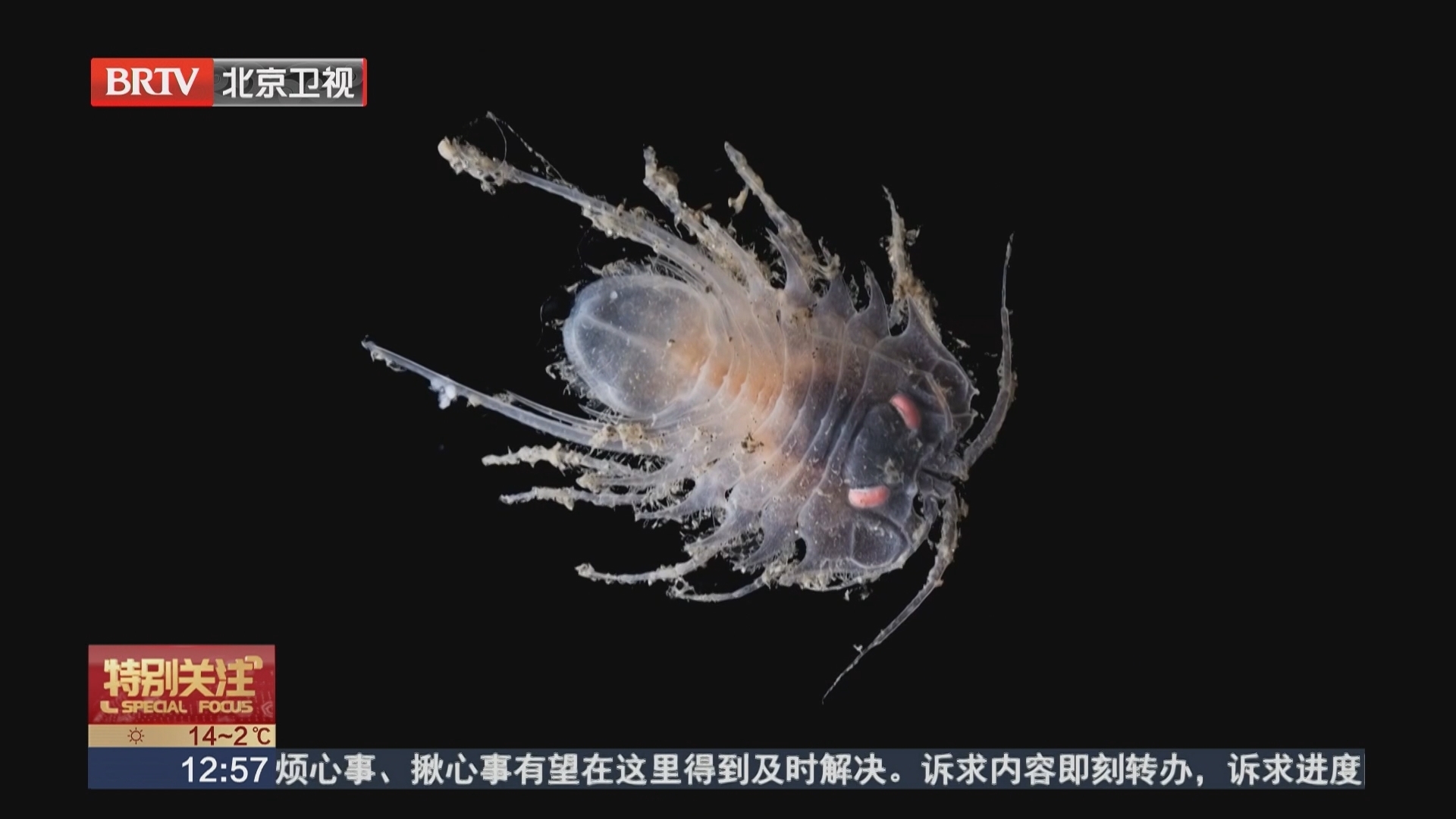 科学家公布30个海洋新物种 “死亡球”海绵很奇特