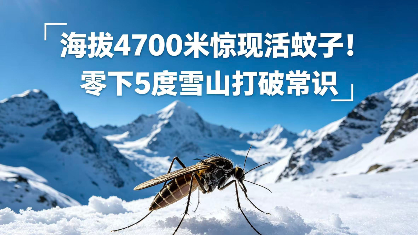 海拔4700米惊现活蚊子！零下5度雪山打破常识