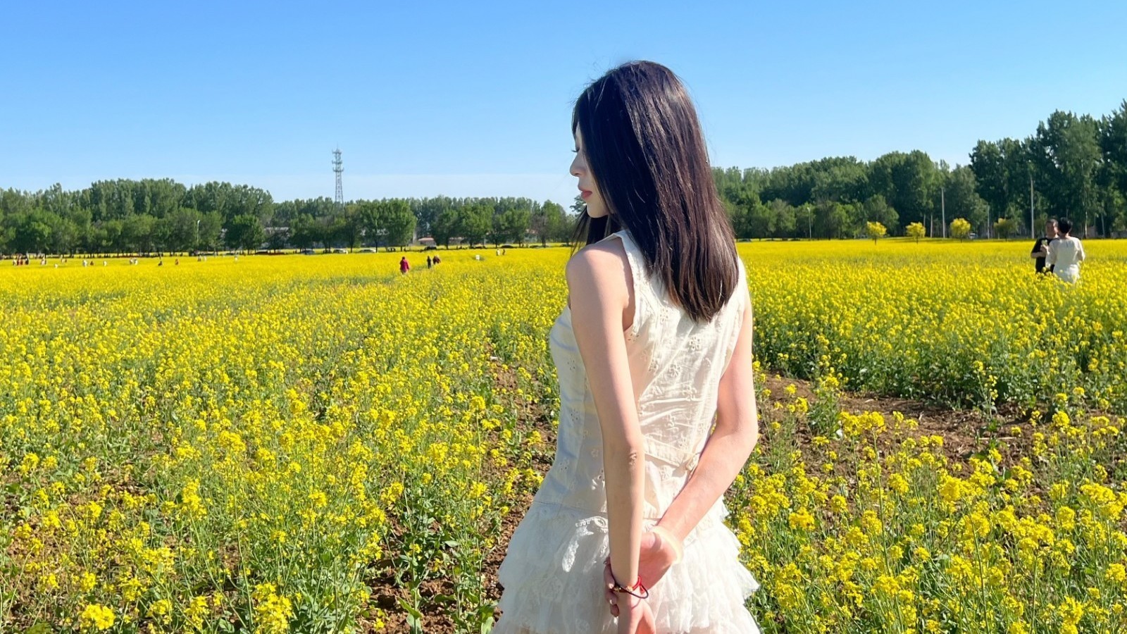 北京平谷500亩油菜花田盛放 导航搜索赵各庄大花园即可到达