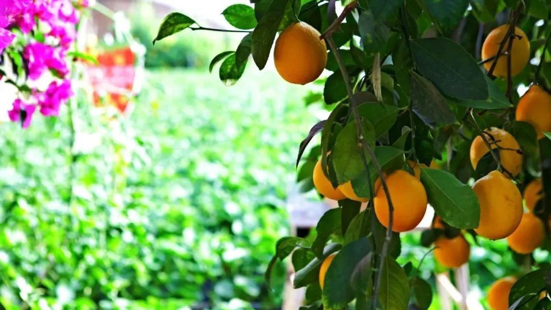 国庆假期,来“莓”好辛庄,一起嗨! 国庆假期,来“莓”好辛庄,一起嗨!