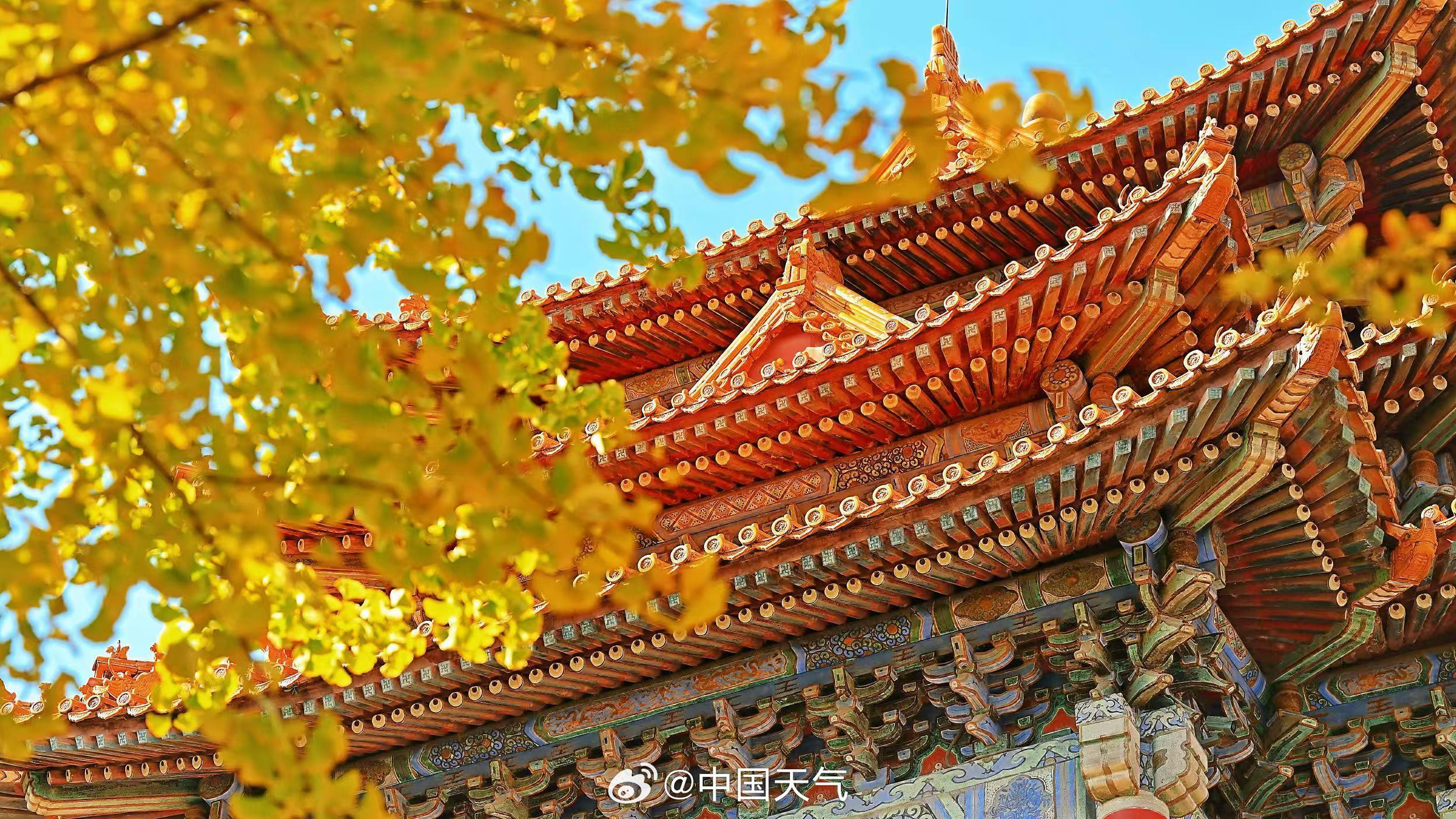 当故宫角楼与秋叶同框 惊艳了时光
