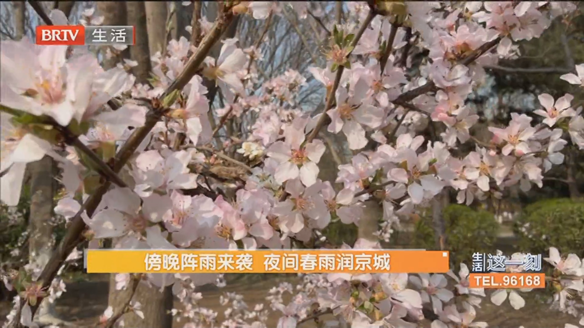 傍晚阵雨来袭 夜间春雨润京城
