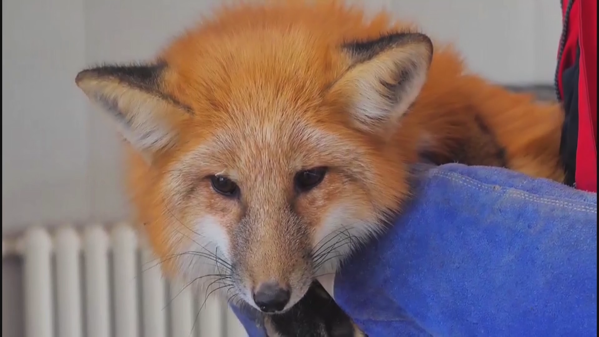 受伤小狐狸 妥善被救助 受伤小狐狸 妥善被救助