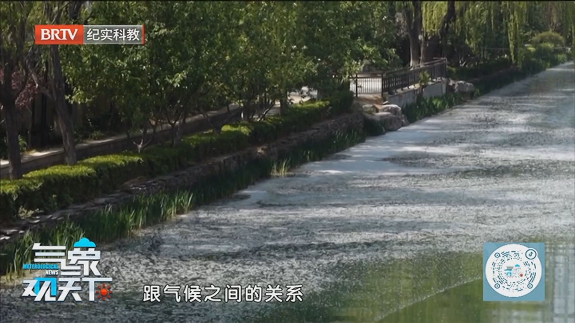 《气象观天下》20260513降服杨柳飞絮 科技“神器”出击