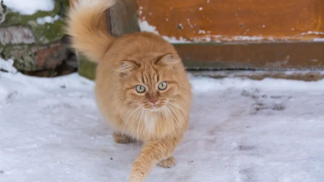 北京今冬初雪要来了?还是要靠“大力出奇迹” 北京今冬初雪要来了?还是要靠“大力出奇迹”