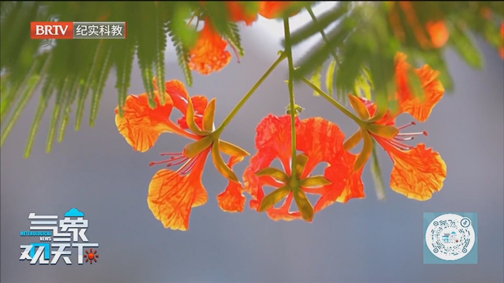《气象观天下》20260621野生动植物“悄然回归” 生态向好见成效