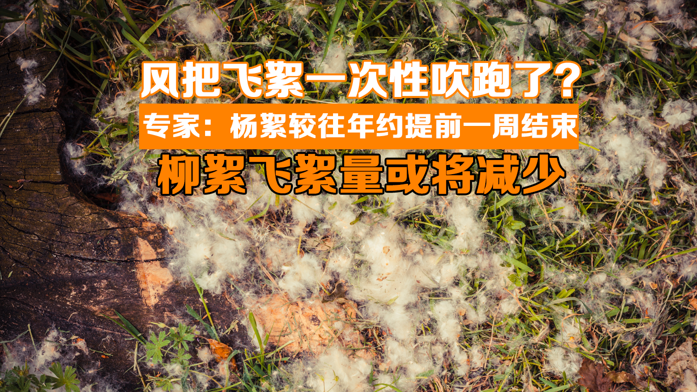 杨絮较往年约提前一周结束 柳絮飞絮量或将减少