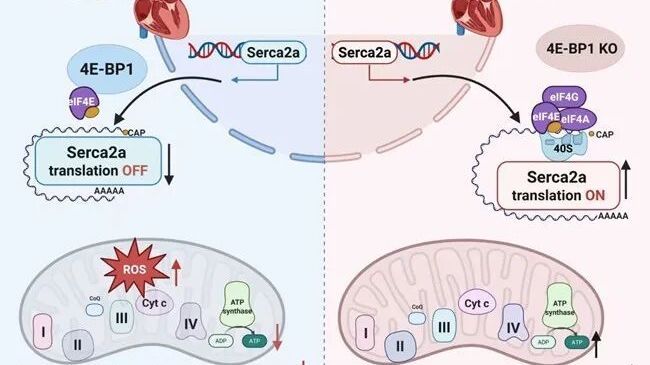 好消息!国科大合作研究心力衰竭治疗机制有新进展 好消息!国科大合作研究心力衰竭治疗机制有新进展