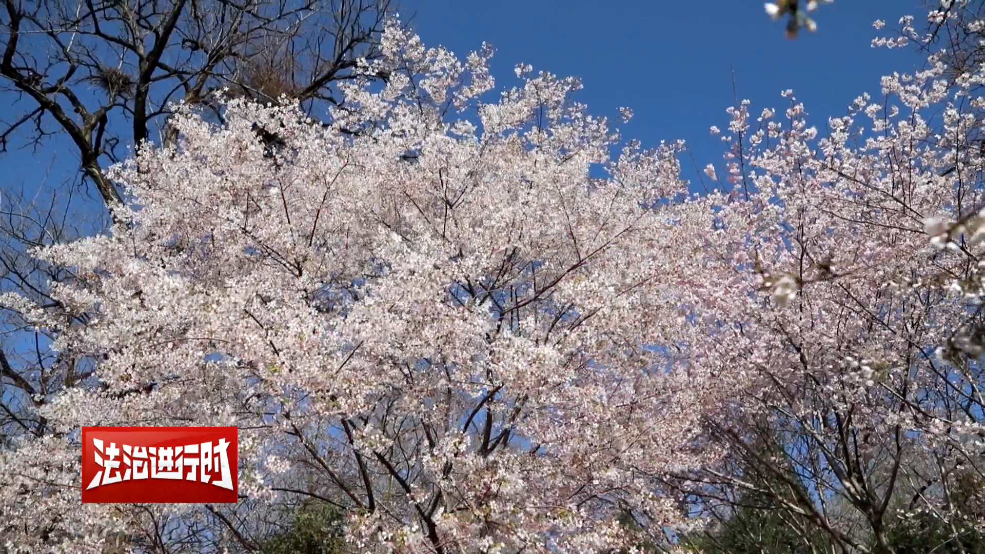 赏“樱”正当时 民警护平安 赏“樱”正当时 民警护平安