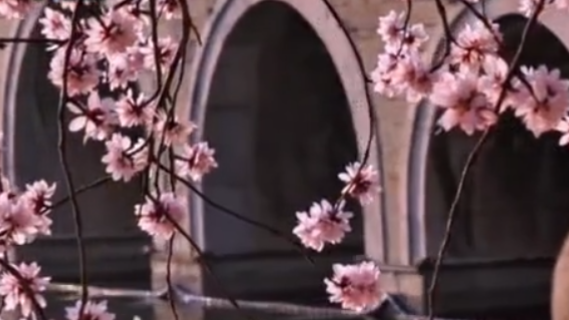 百年园林邂逅灼灼桃花——颐和园东堤春意正浓