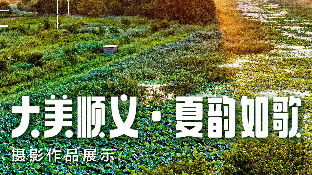 作品展示丨速戳！“大美顺义·夏韵如歌”摄影作品展示来了→