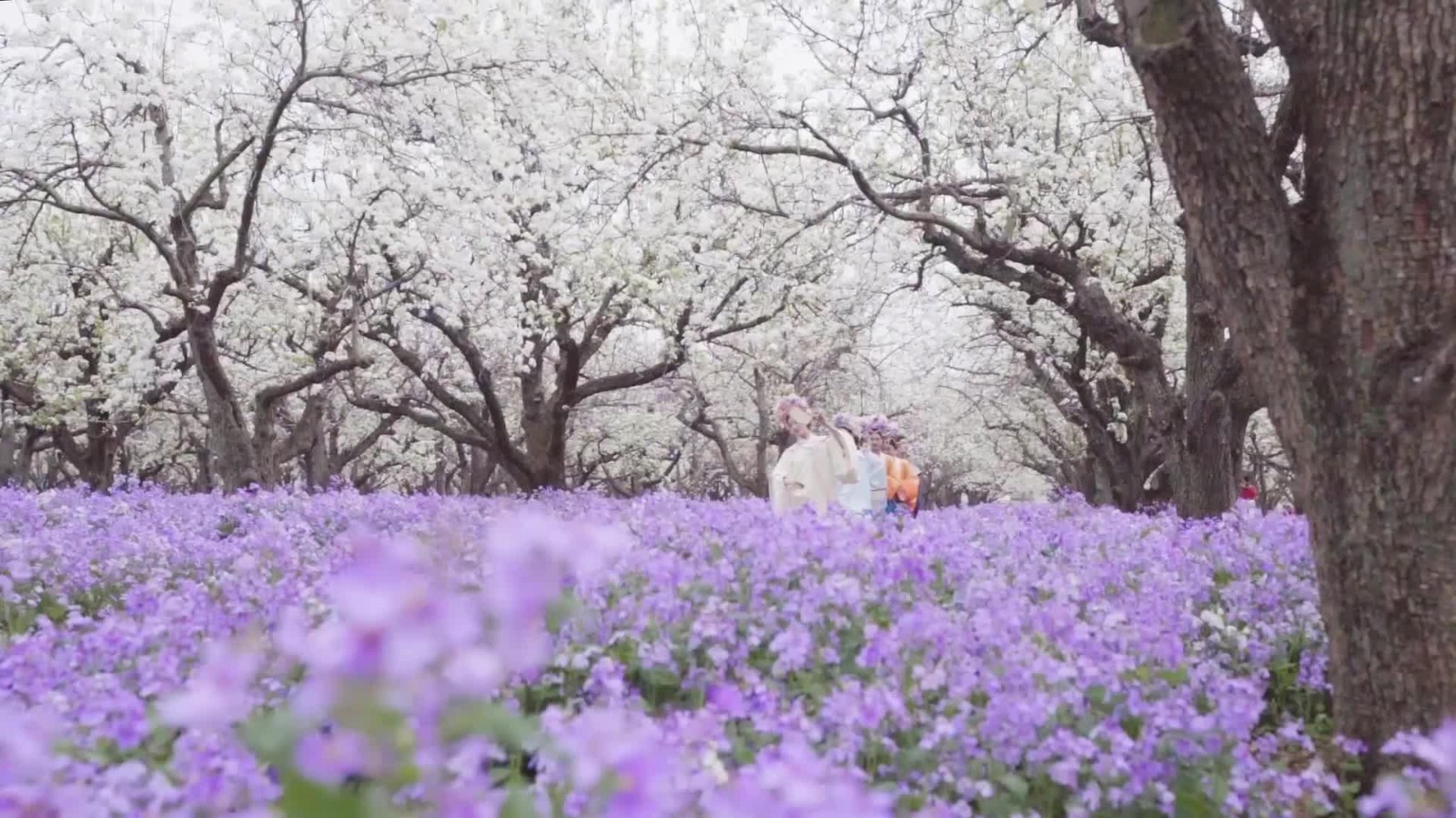 江苏宿迁:500亩“梨兰会”盛开迎客 江苏宿迁:500亩“梨兰会”盛开迎客