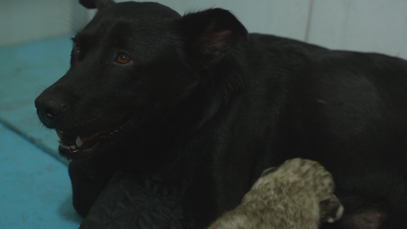 狗妈妈找到了 小狮子转危为安