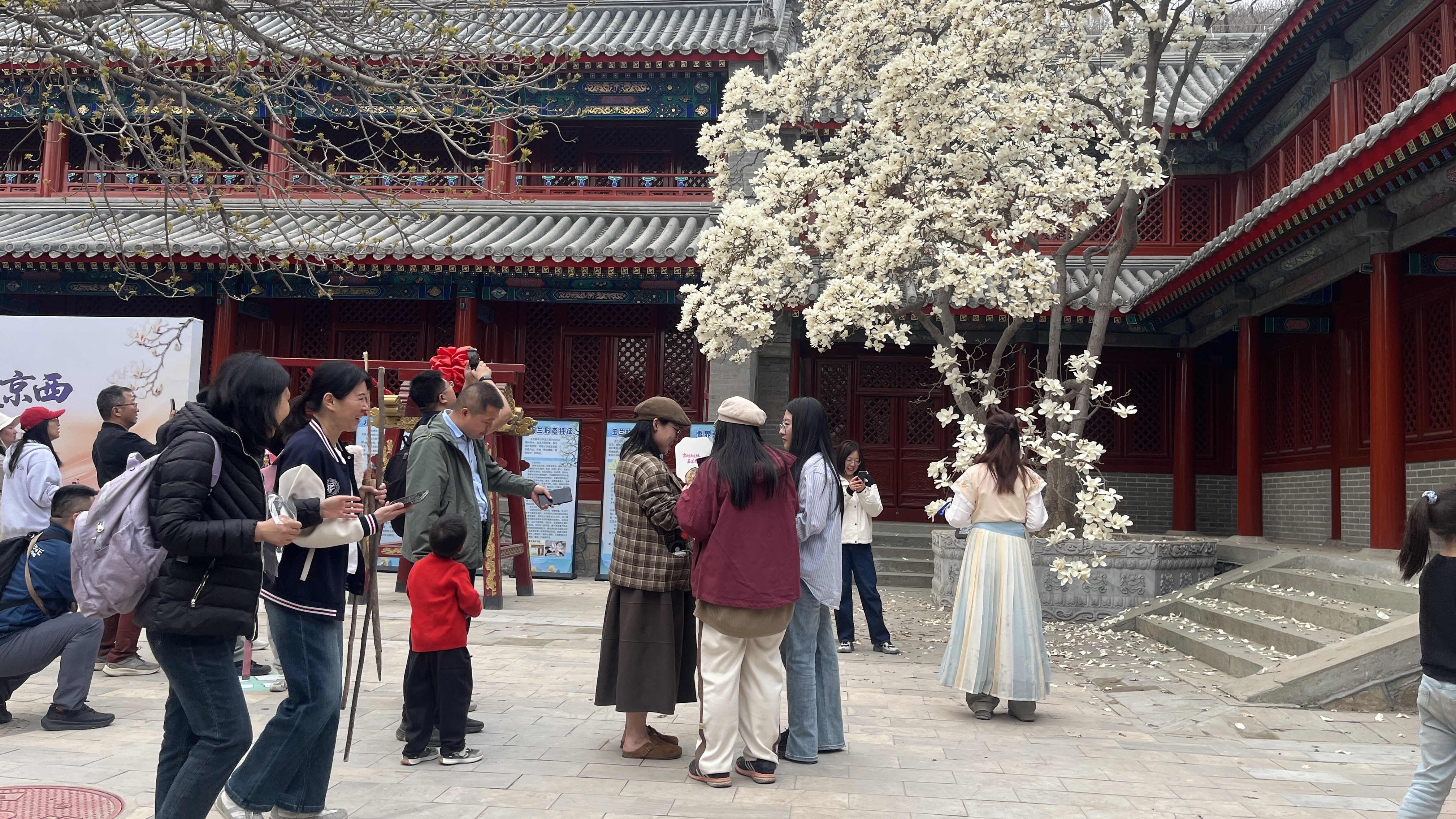 石景山区启动古树公园建设 创新推动古树保护与文化传承