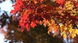 北京国际雕塑公园各色彩叶逐渐变色