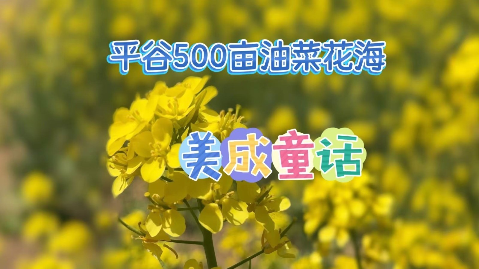 五一冲不冲？北京周边居然藏着500亩油菜花海！