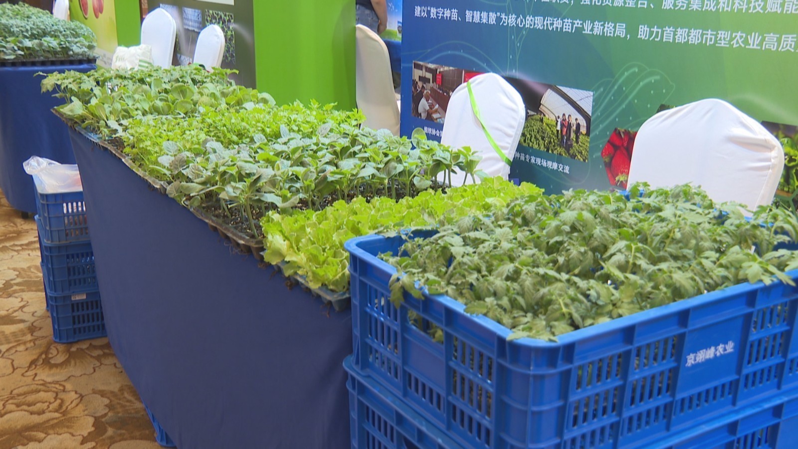 第三十二届中国北京种业大会农作物种苗及产业发展论坛开幕