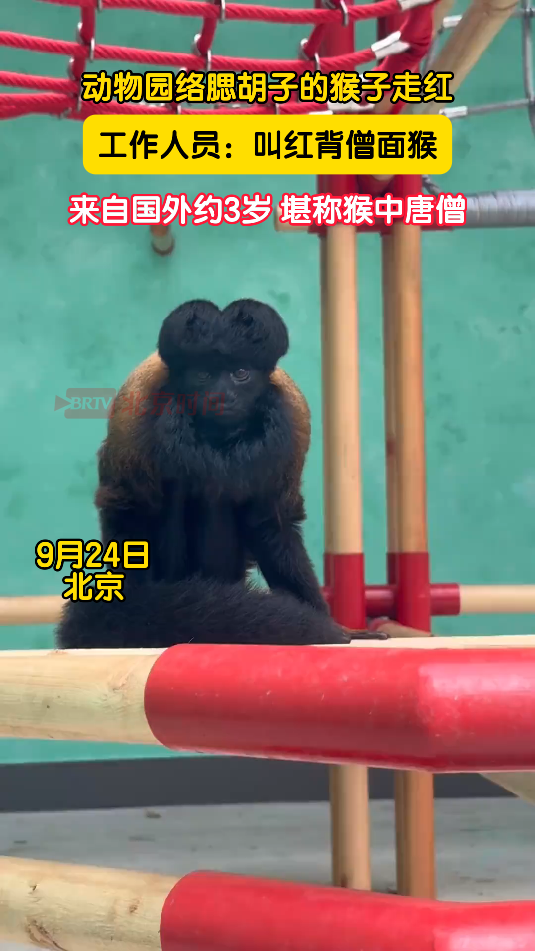 动物园络腮胡子的猴子走红 工作人员：叫红背僧面猴来自国外约3岁