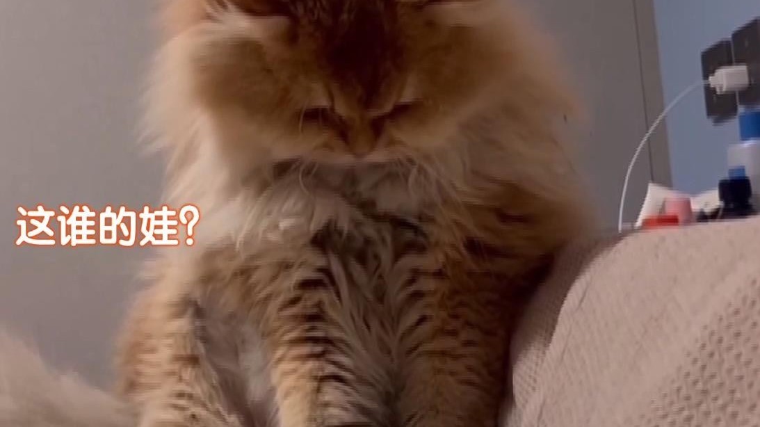 笑不活了！橘里橘气的猫爸爸第一次看见自己的娃......