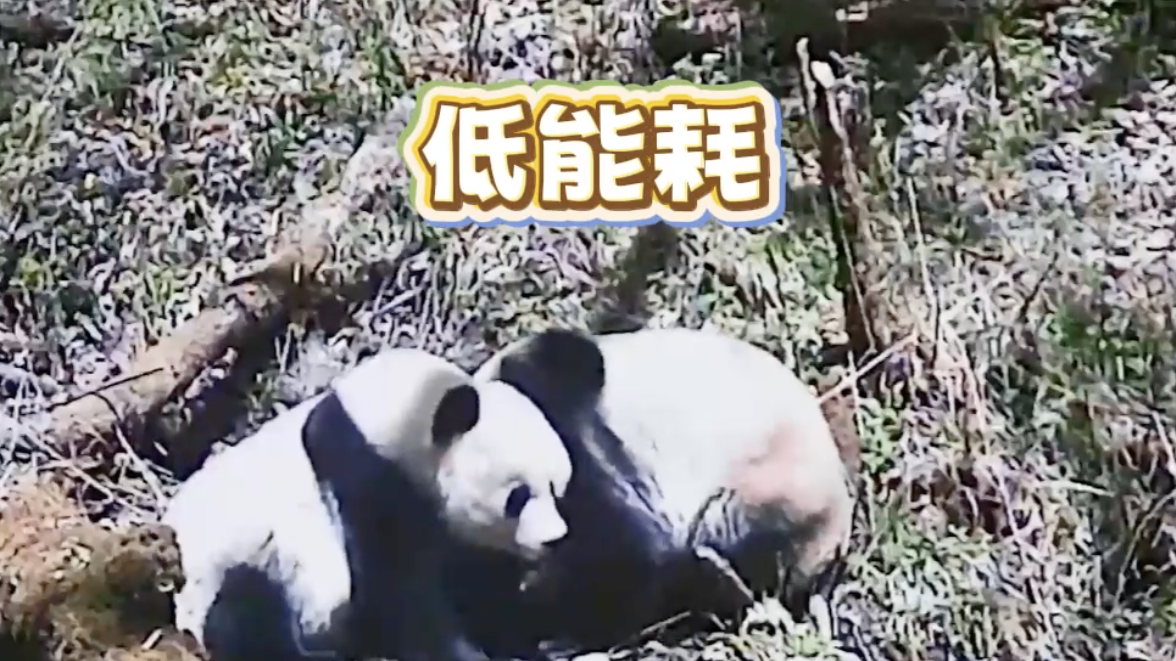 熊猫看着“圆滚滚”竟然是个低能耗的动物！