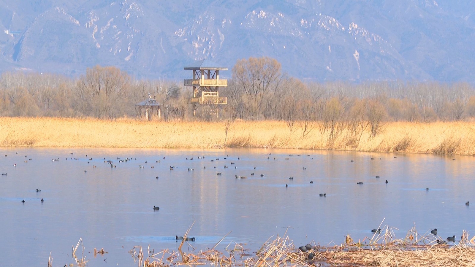 野鸭湖公园数千只候鸟齐聚栖息