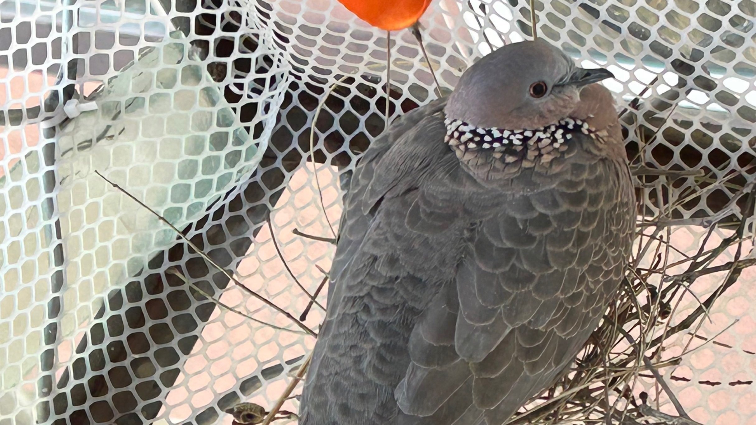 鸟界“潦草建筑大师”频频在市民家筑巢 鸟界“潦草建筑大师”频频在市民家筑巢