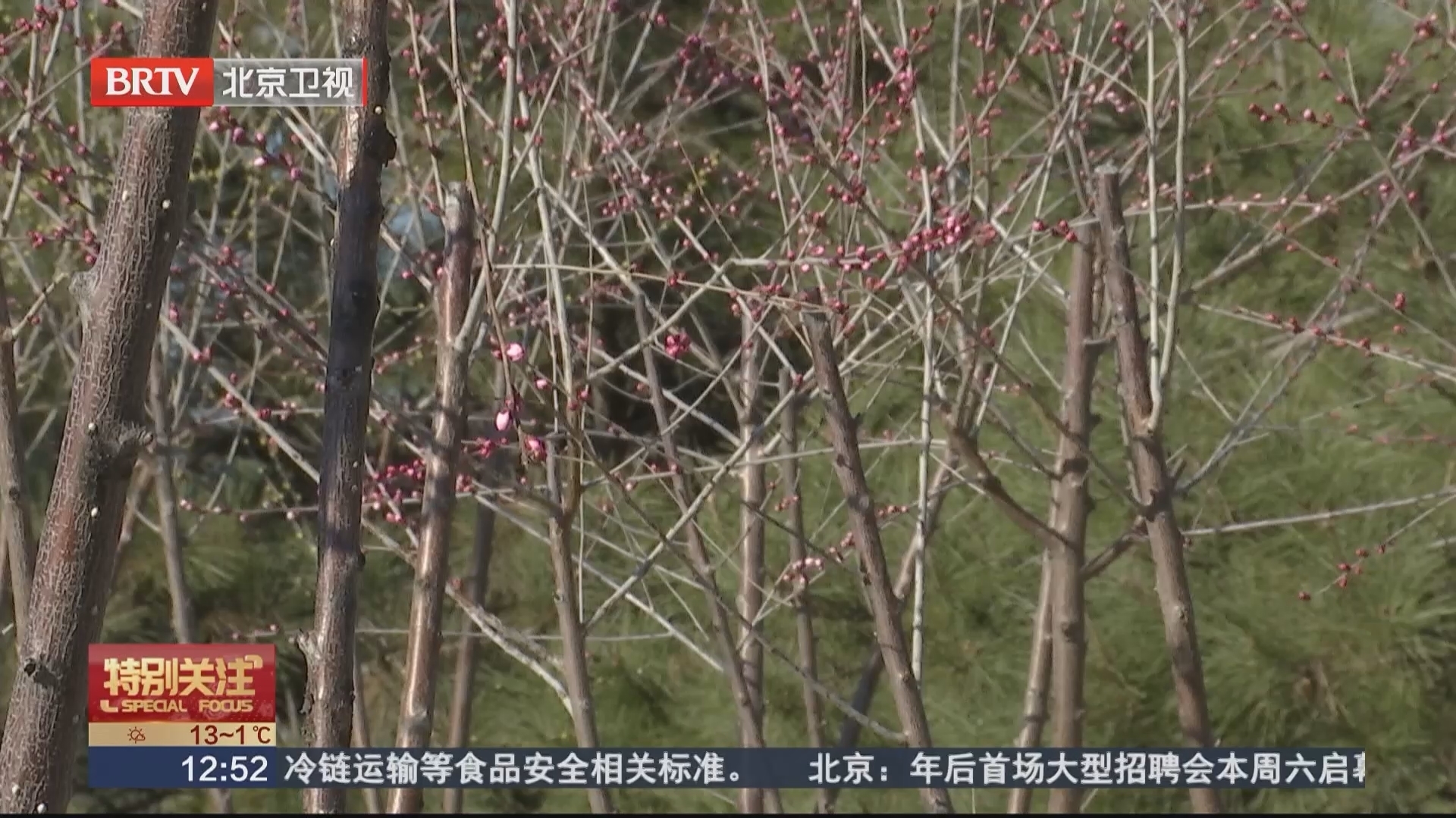 春天到园博园种“桃花”！2000多棵山桃树静待您认种认养