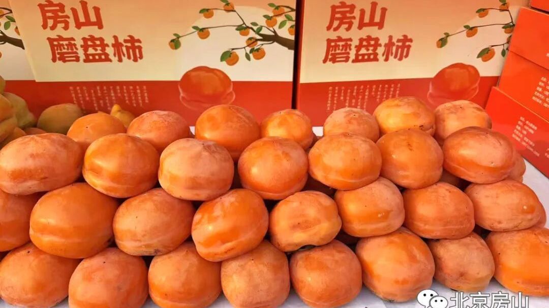 磨盘柿何以选择房山？