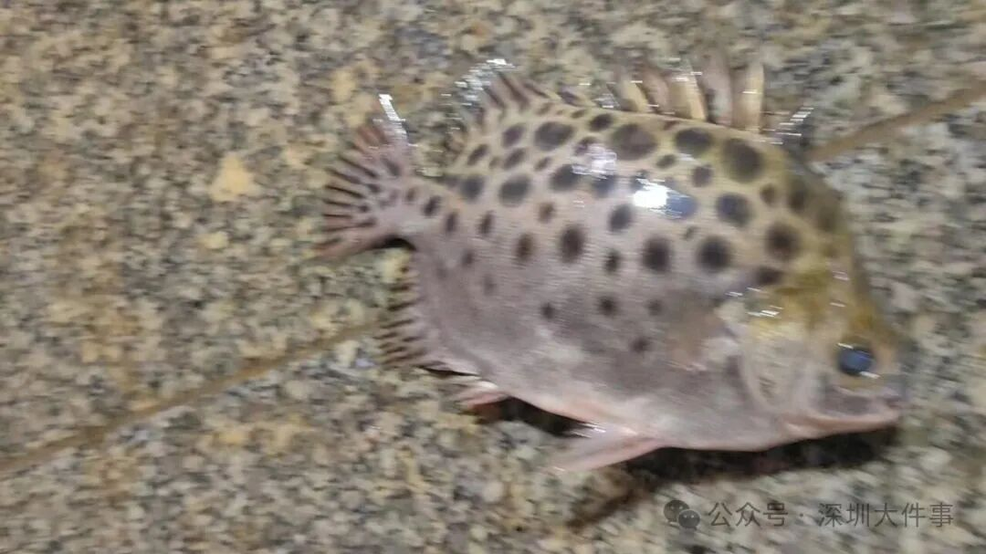 致死率极高！男子处理海鱼被刺，手掌持续肿胀溃烂，感染初期易被忽略，医生：不能拖！