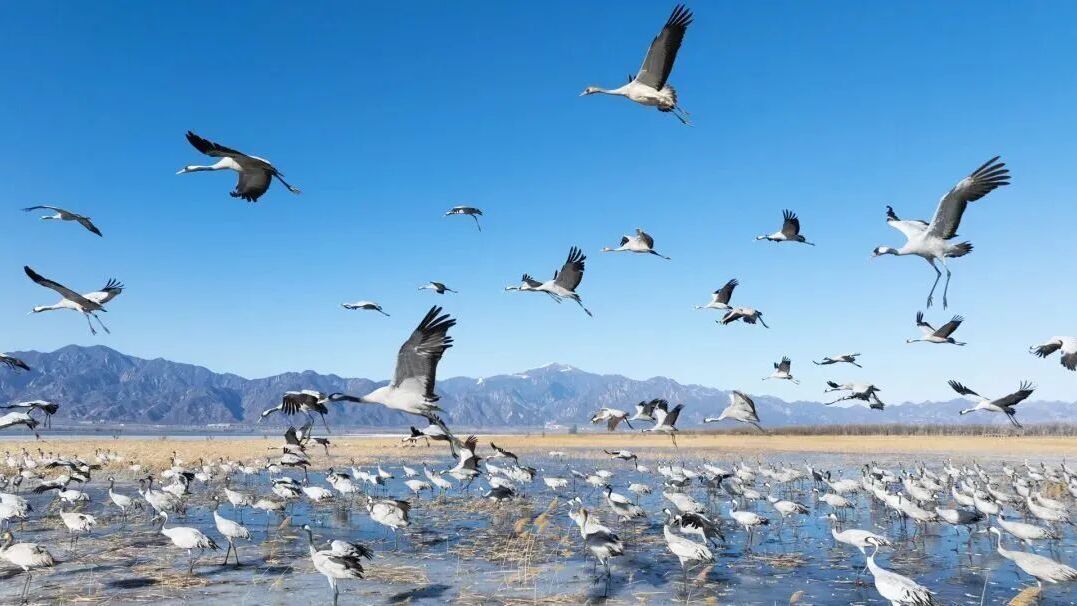 北京冬日限定“奇观”！就到月底！快冲→