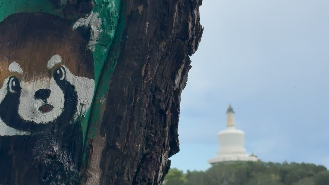 树洞藏着童趣 逛北海公园偶遇美好风景