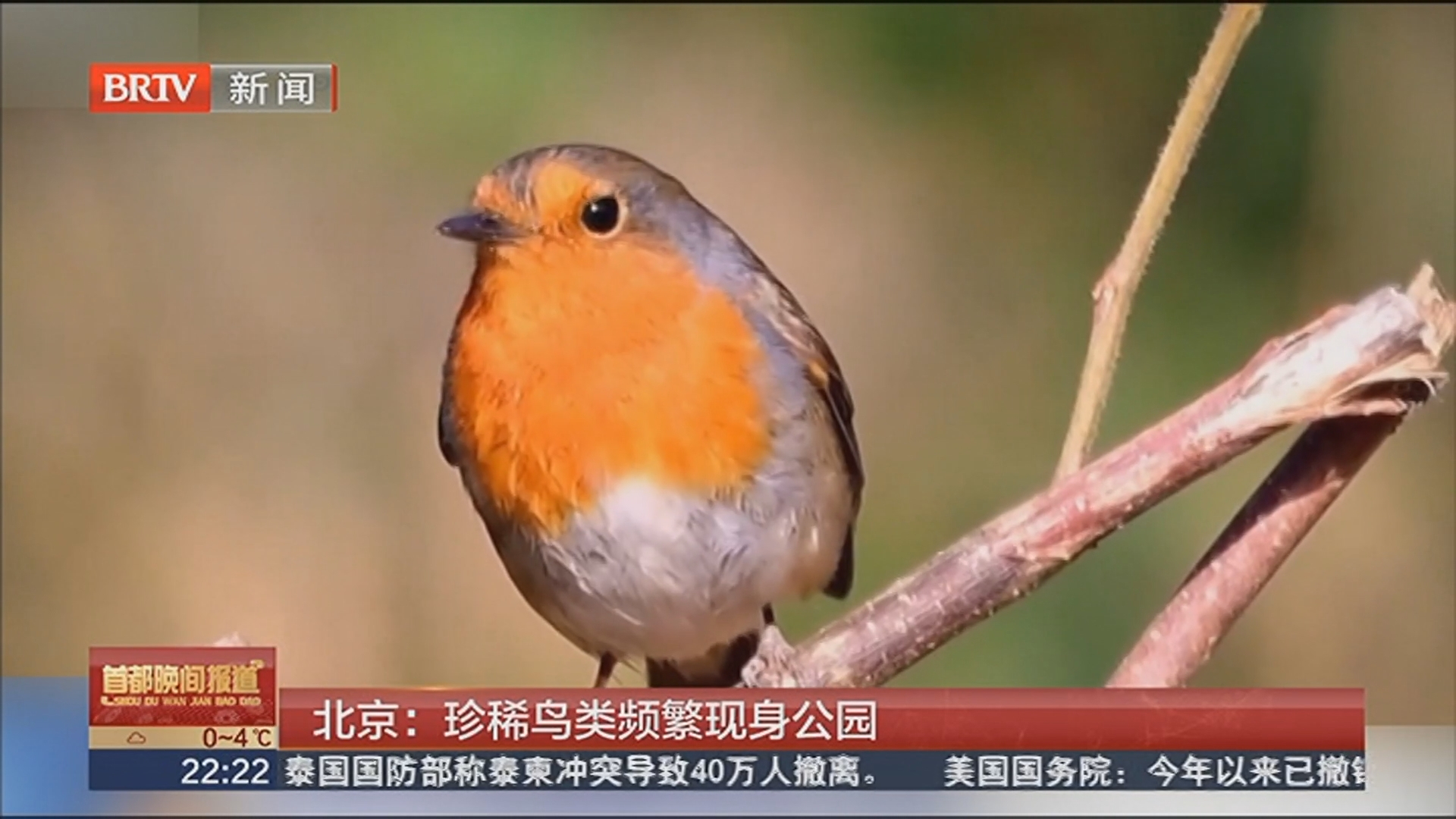 北京：珍稀鸟类频繁现身公园