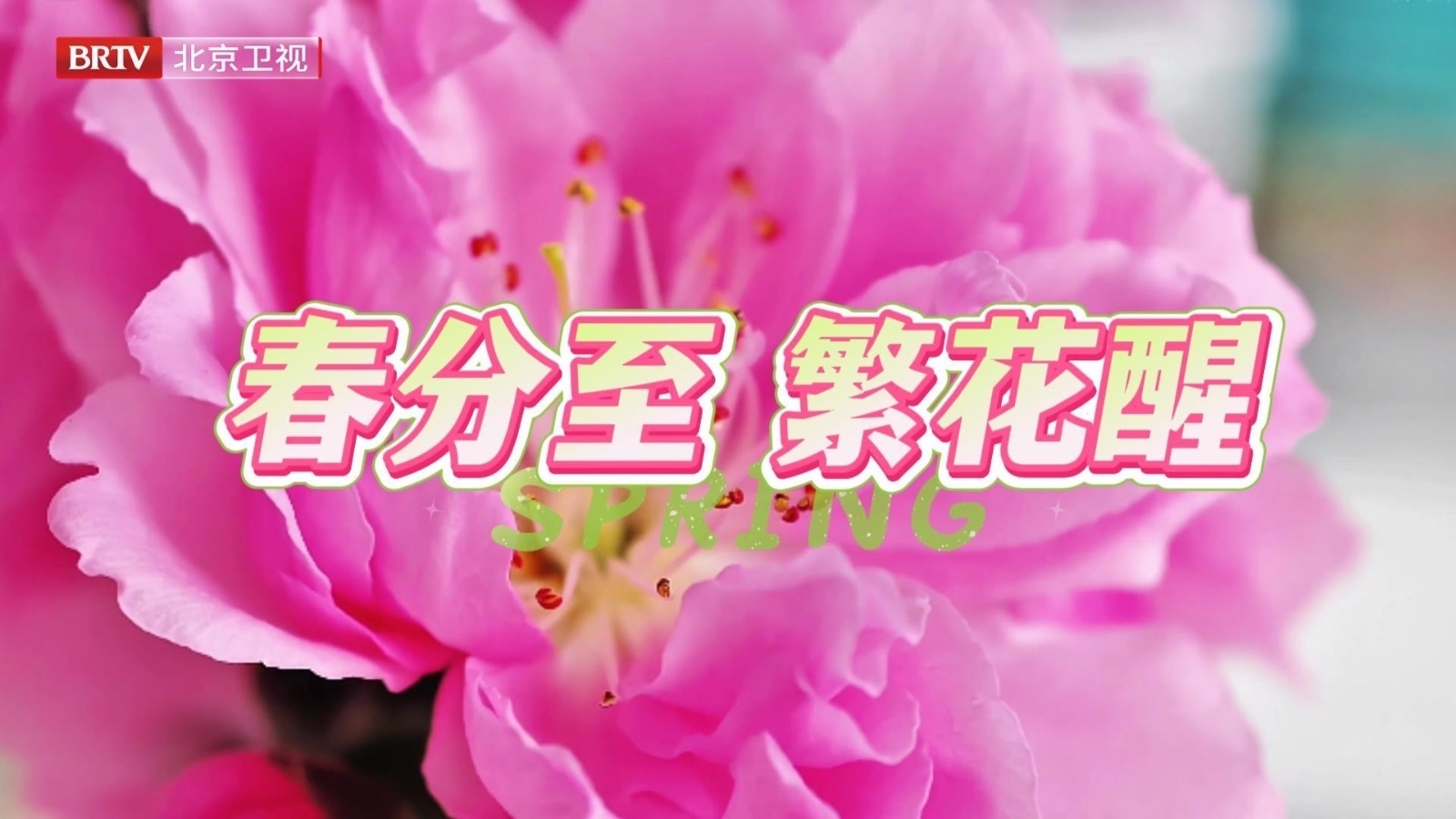 春分至北京繁花次第开