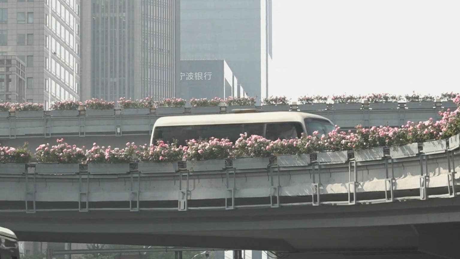 北京环路月季迎来今年最后一轮盛放