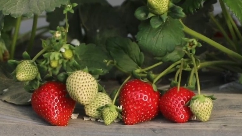 争“鲜”上市！新疆戈壁种上了草莓、人参果、蓝莓