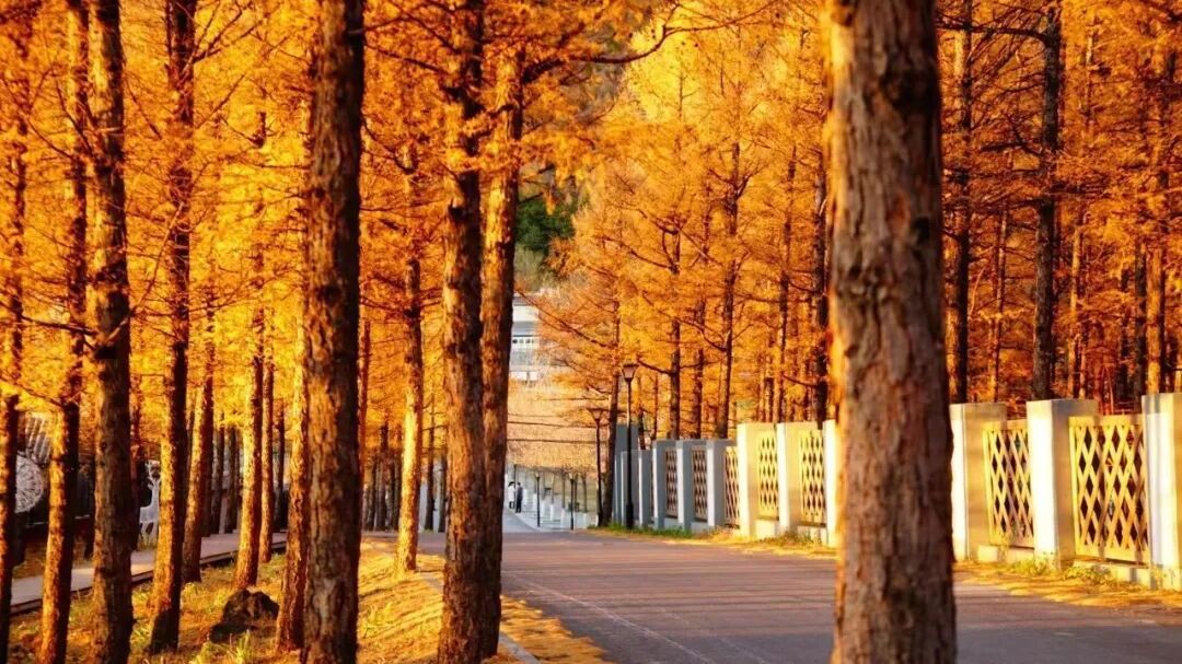 来“北京西极”，追一场如画的秋