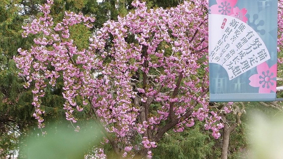 樱花壁纸上新!顺义顶流赏花地→ 樱花壁纸上新!顺义顶流赏花地→