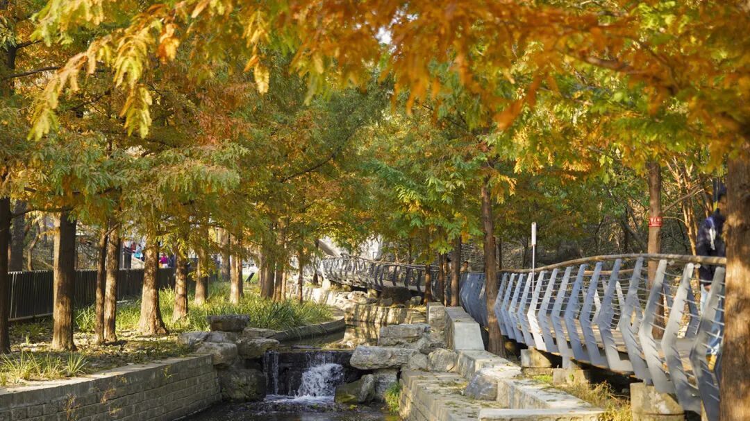 顶级秋色，房山水杉林已上线！