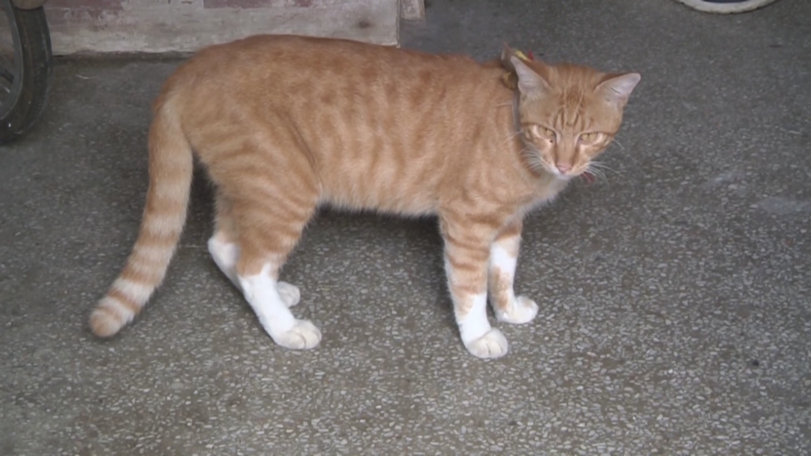 流浪猫怎么管?南京这个小区给出“参考答案” 流浪猫怎么管?南京这个小区给出“参考答案”