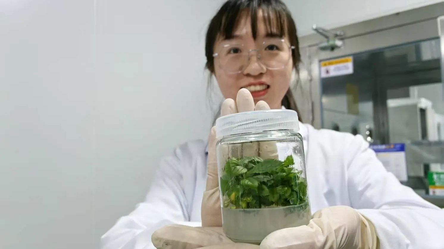 在这里（ ），昌平苹果正在培育中→