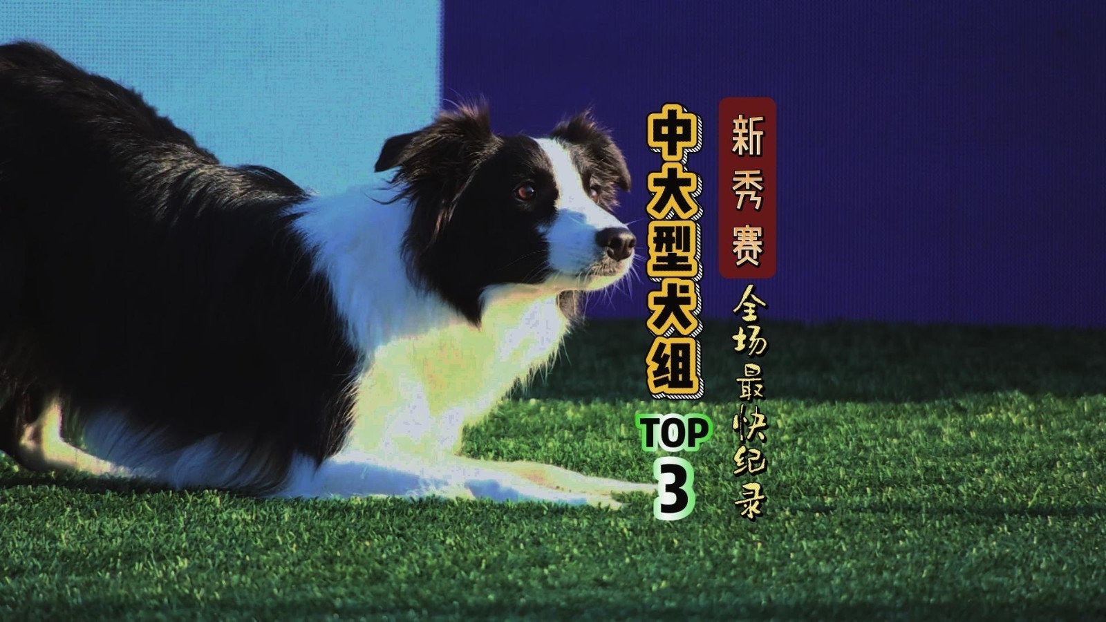 盘点赛事最快狗狗·新秀赛中大型犬组Top3