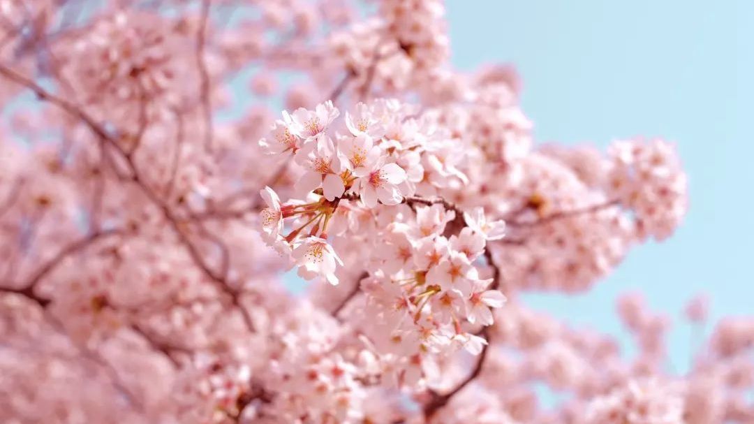 看樱花，来东四环半壁村，这里美翻了！