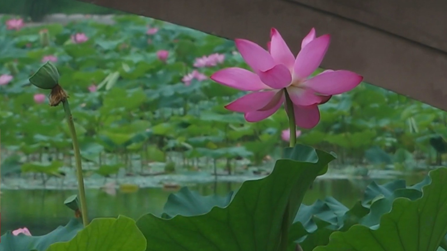紫竹院公园“竹荷双境”展国风画卷