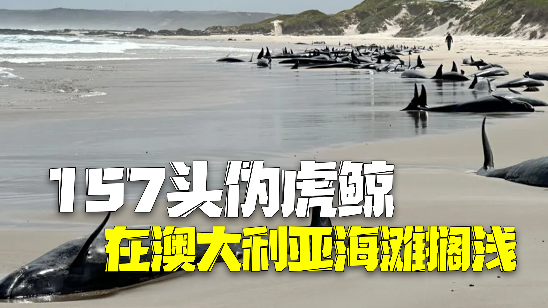澳大利亚157头伪虎鲸搁浅：目前已确认至少90头鲸仍活着