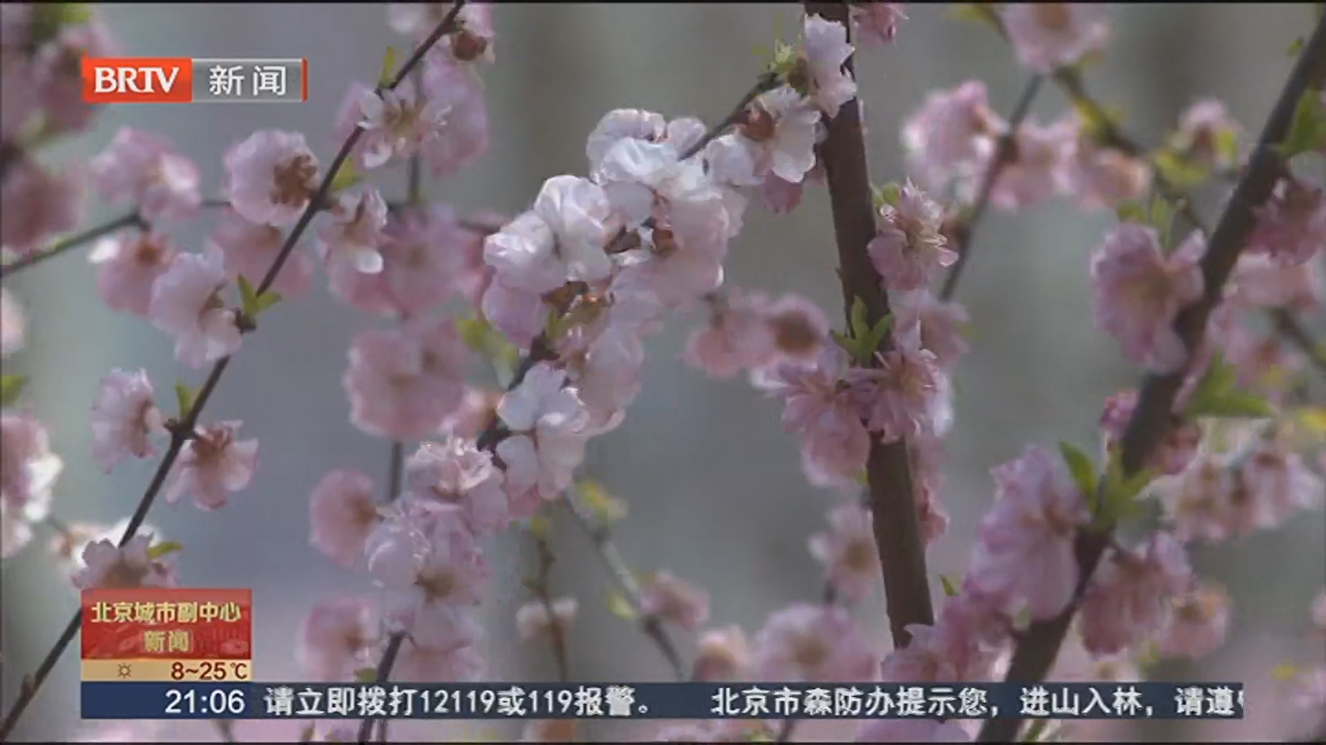 春色满园关不住 刘庄公园踏青游园会启幕 春色满园关不住 刘庄公园踏青游园会启幕