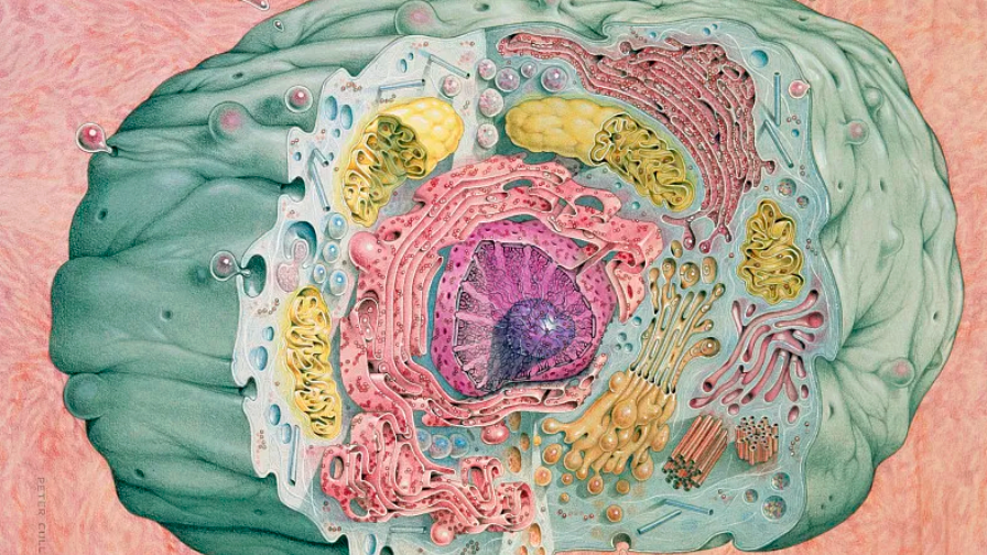 科研新突破 我国科学家破解“植物细胞全能性”世纪难题 科研新突破 我国科学家破解“植物细胞全能性”世纪难题