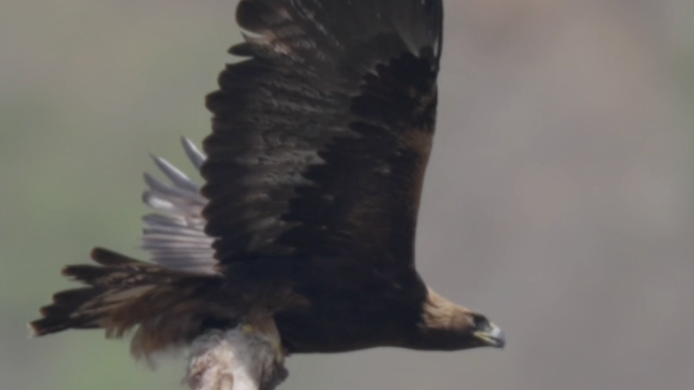 金雕育雏记太精彩了!雨后天晴,金雕狩猎归来投喂小金雕 金雕育雏记太精彩了!雨后天晴,金雕狩猎归来投喂小金雕