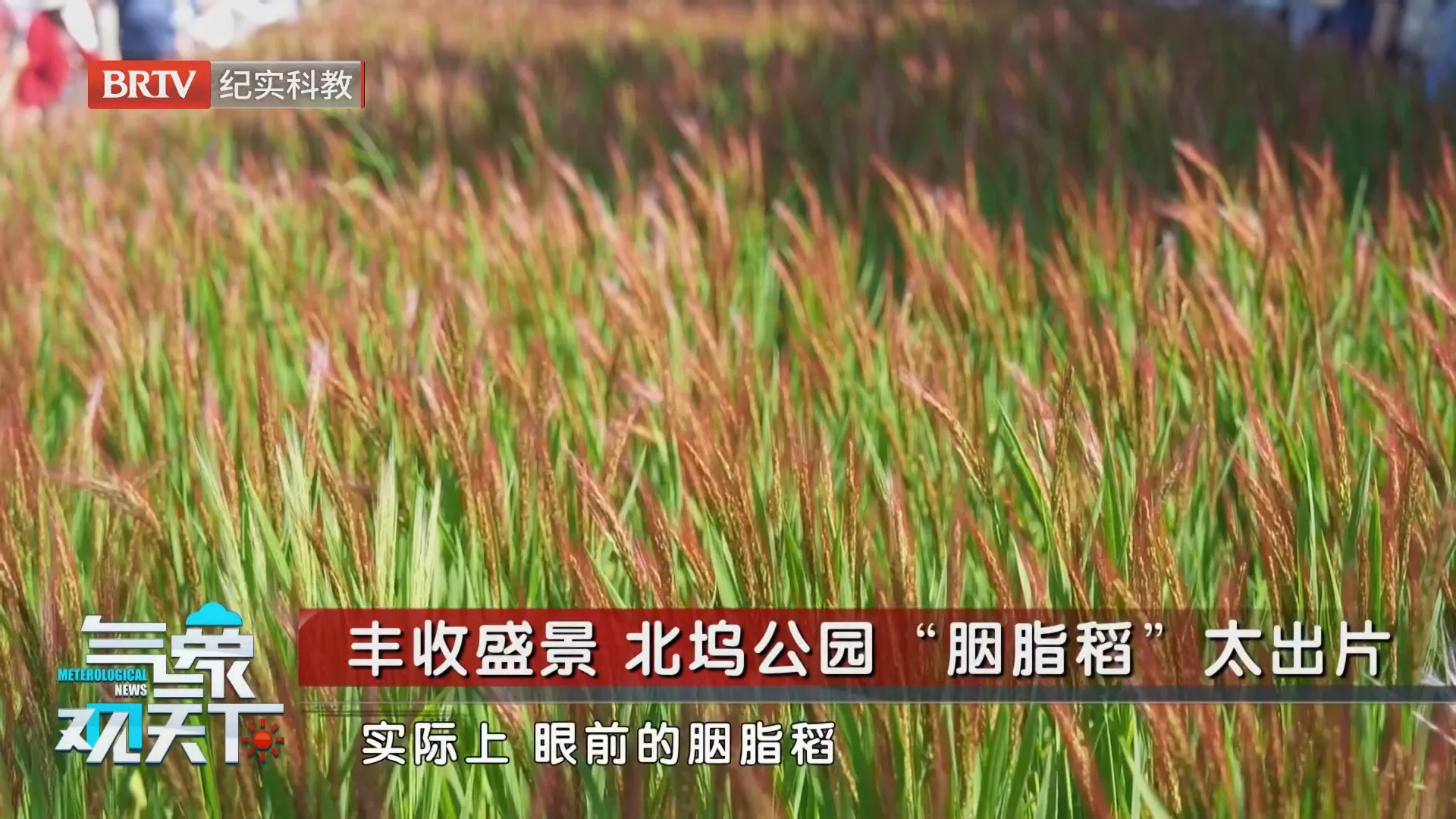 丰收盛景 北坞公园“胭脂稻”太出片